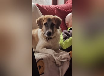 CAMEL auf Körbchensuche