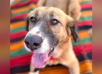 Zauberhafte GABI sucht Familienanschluß