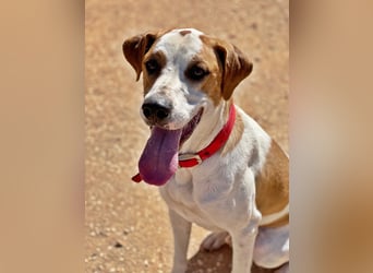 CHARLIE sucht Familienanschluß