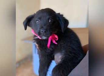 YANG sucht ihre Familie