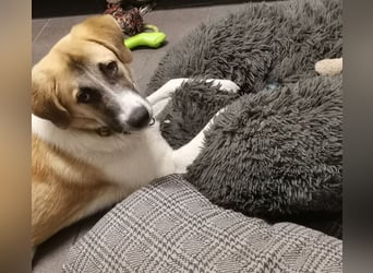 CAMEL auf Körbchensuche