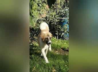 CAMEL auf Körbchensuche