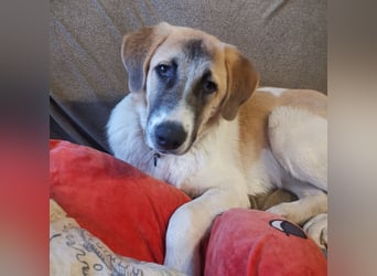 CAMEL auf Körbchensuche