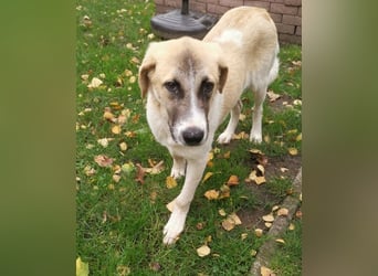 CAMEL auf Körbchensuche