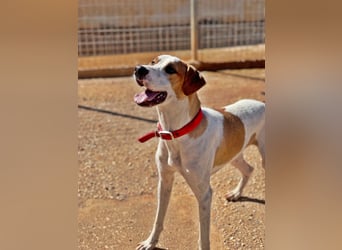 CHARLIE sucht Familienanschluß