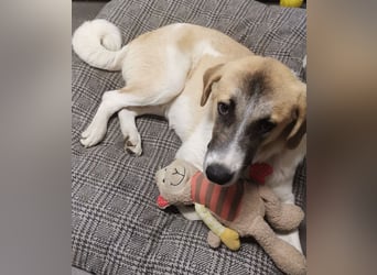 CAMEL auf Körbchensuche