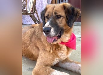 Zauberhafte GABI sucht Familienanschluß