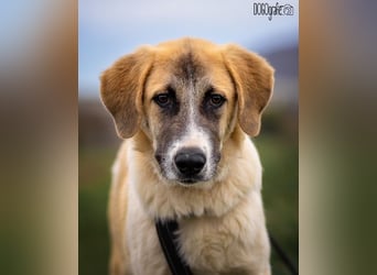 CAMEL auf Körbchensuche