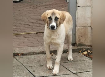 CAMEL auf Körbchensuche