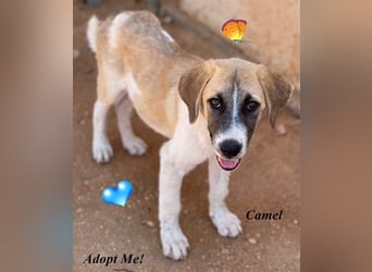 CAMEL auf Körbchensuche