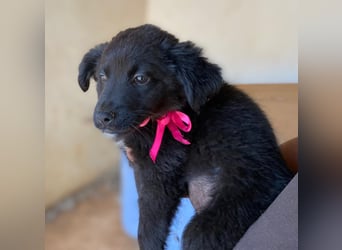 YANG sucht ihre Familie