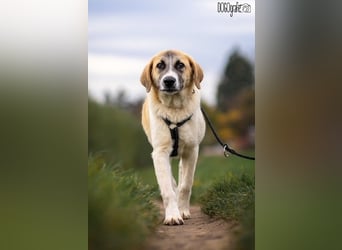 CAMEL auf Körbchensuche