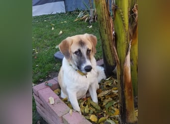 CAMEL auf Körbchensuche