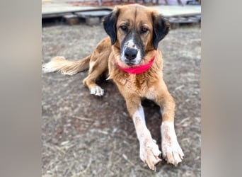 Zauberhafte GABI sucht Familienanschluß