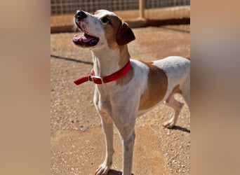 CHARLIE sucht Familienanschluß