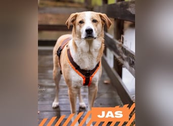 Jas