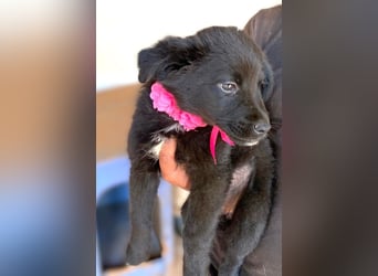 YANG sucht ihre Familie