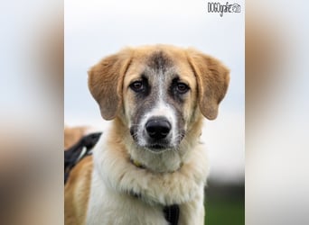 CAMEL auf Körbchensuche