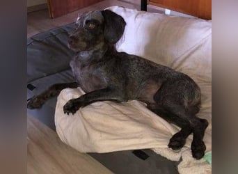sportliche, liebenswerte MIMI sucht ihre Familie
