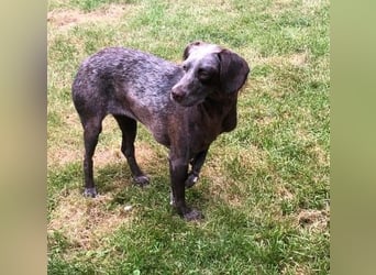 sportliche, liebenswerte MIMI sucht ihre Familie
