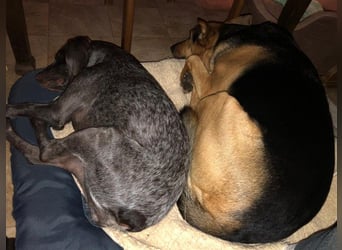 sportliche, liebenswerte MIMI sucht ihre Familie