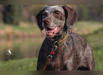 sportliche, liebenswerte MIMI sucht ihre Familie