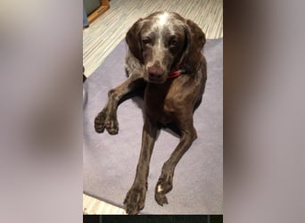 sportliche, liebenswerte MIMI sucht ihre Familie