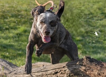 sportliche, liebenswerte MIMI sucht ihre Familie