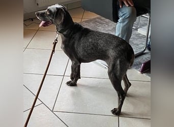 sportliche, liebenswerte MIMI sucht ihre Familie