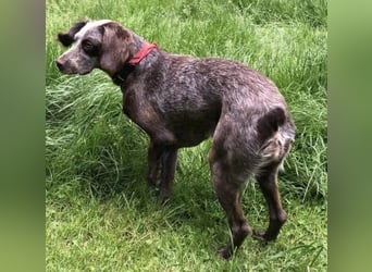 MIMI - verspielte, aktive, aufgeschlossene Hündin