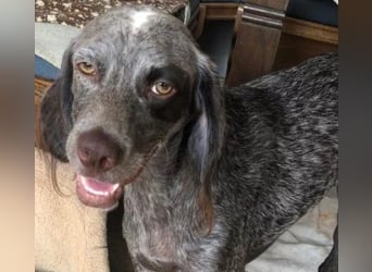 MIMI - verspielte, aktive, aufgeschlossene Hündin