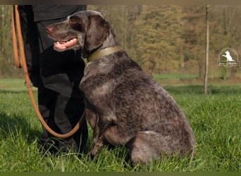 sportliche, liebenswerte MIMI sucht ihre Familie