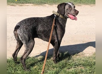 sportliche, liebenswerte MIMI sucht ihre Familie