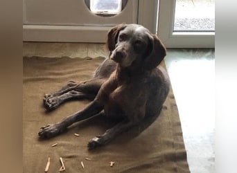 sportliche, liebenswerte MIMI sucht ihre Familie