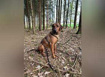 Neugieriger Brackenmischling Leon sucht sein zuhause