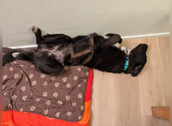 Liebe Labrador Mischlingshündin Klika sucht ihre Familie