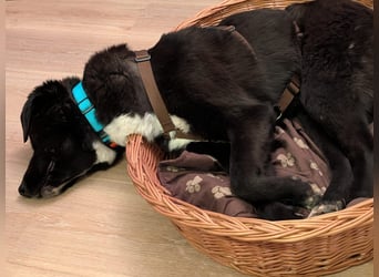 Liebe Labrador Mischlingshündin Klika sucht ihre Familie