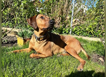 Neugieriger Brackenmischling Leon sucht sein zuhause