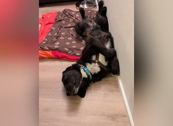 Liebe Labrador Mischlingshündin Klika sucht ihre Familie