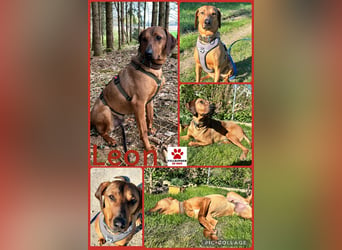 Neugieriger Brackenmischling Leon sucht sein zuhause