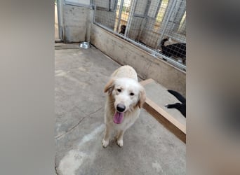 Liebevoller Mischlingsrüde Elmo wünscht sich eine Familie