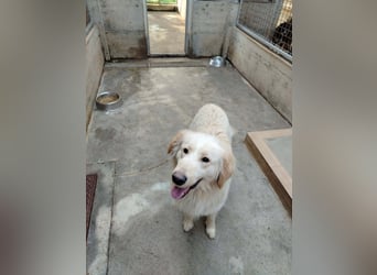 Liebevoller Mischlingsrüde Elmo wünscht sich eine Familie