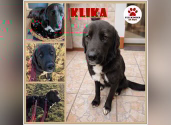 Liebe Labrador Mischlingshündin Klika sucht ihre Familie