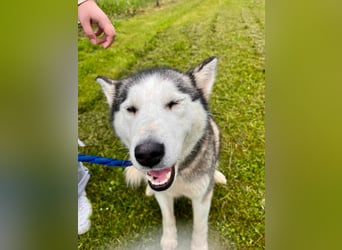 Hübsche Husky Mischlingshündin Juna sucht ihre Familie