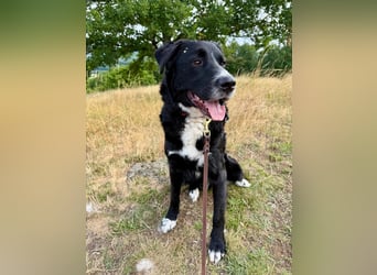 Toller Mischlingsrüde Cody sucht seine Menschen