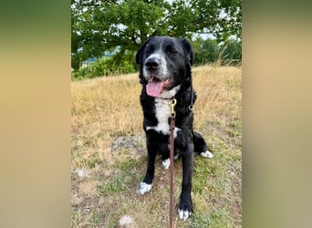 Toller Mischlingsrüde Cody sucht seine Menschen