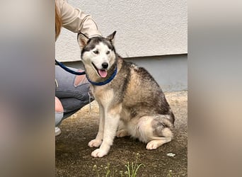 Hübsche Husky Mischlingshündin Juna sucht ihre Familie