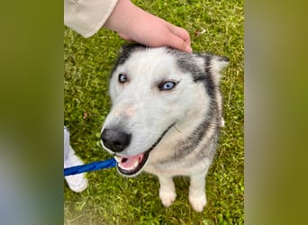 Hübsche Husky Mischlingshündin Juna sucht ihre Familie