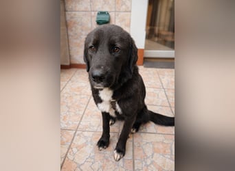 Liebe Labrador Mischlingshündin Klika sucht ihre Familie