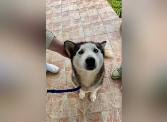 Hübsche Husky Mischlingshündin Juna sucht ihre Familie